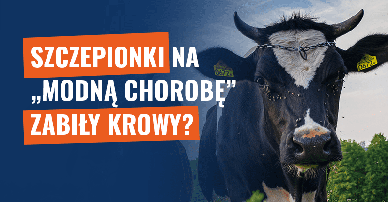 Szczepionki na „modną chorobę” zabiły krowy? Fake news!