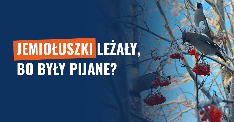 Jemiołuszki leżały, bo były pijane? Nie! Leżą, bo nie żyją