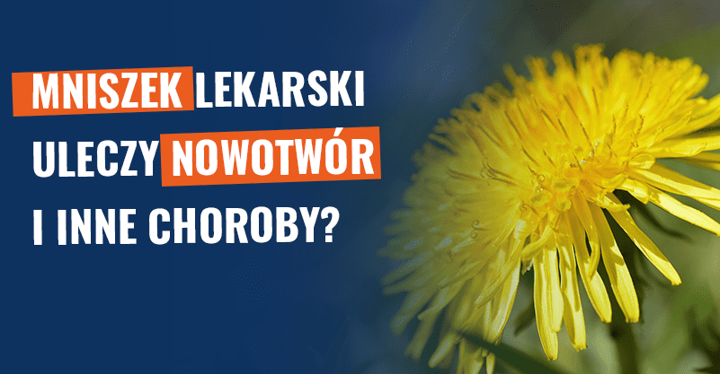 Mniszek lekarski uleczy nowotwór i inne choroby? Fałsz!