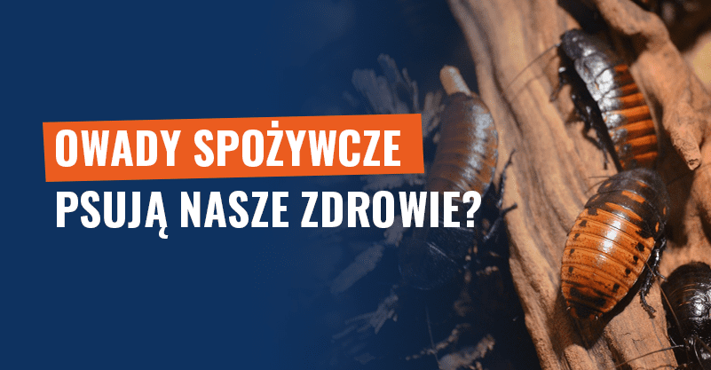 Owady spożywcze psują nasze zdrowie? Fałsz!