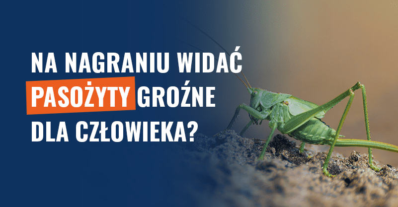 Na nagraniu widać pasożyty groźne dla człowieka? Fałsz!
